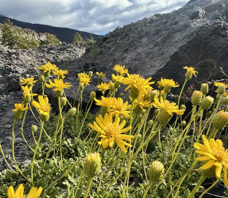 Haplopappus glutinosus photo 3
