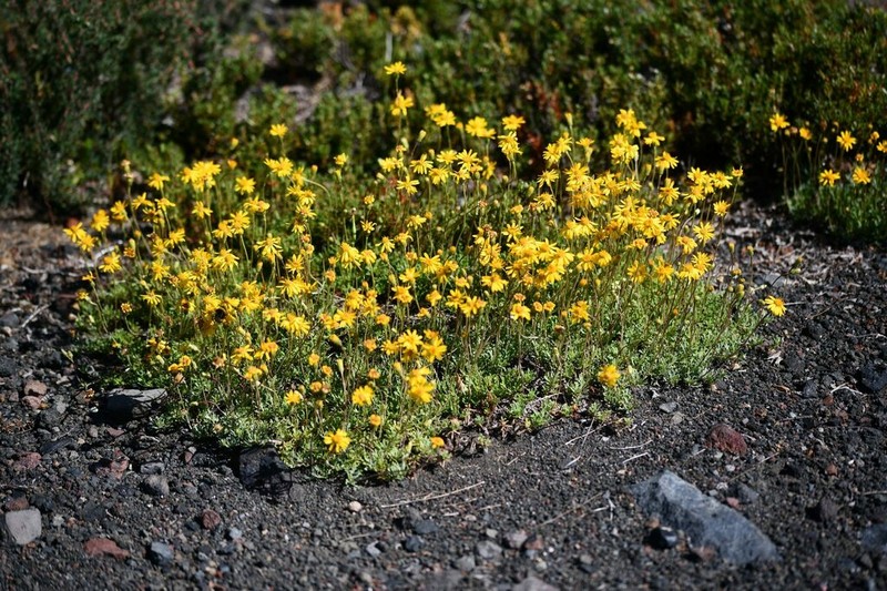 Haplopappus glutinosus photo 4