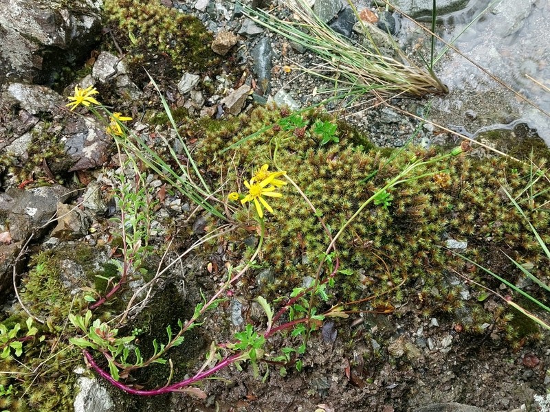 Haplopappus glutinosus photo 5