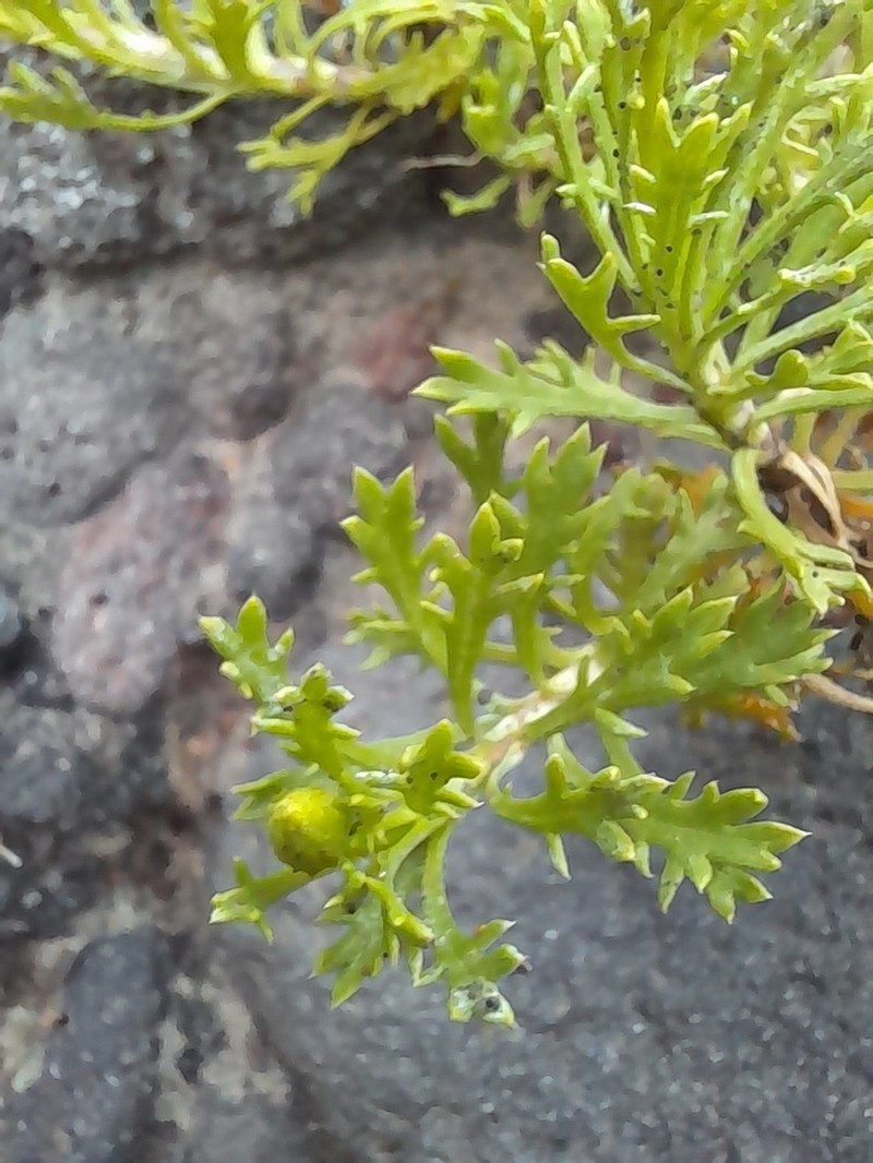 Haplopappus glutinosus photo 6