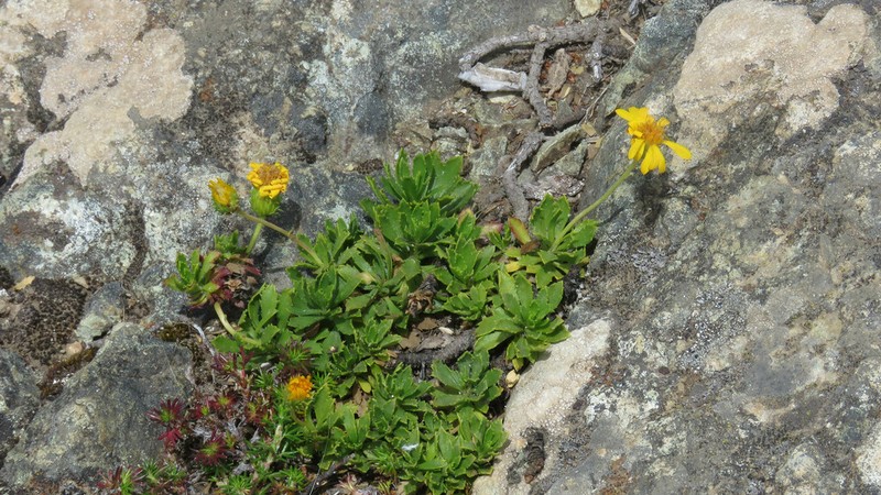 Haplopappus glutinosus photo 7
