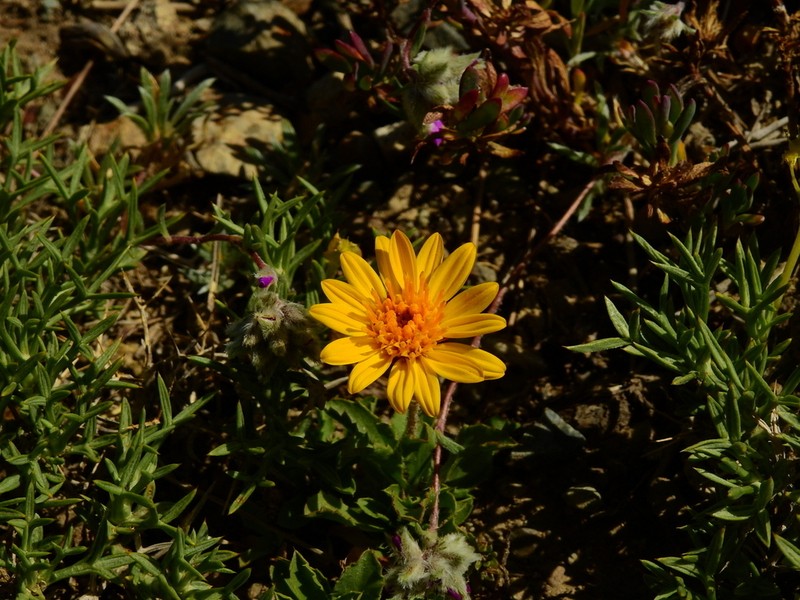 Haplopappus grindelioides photo 2