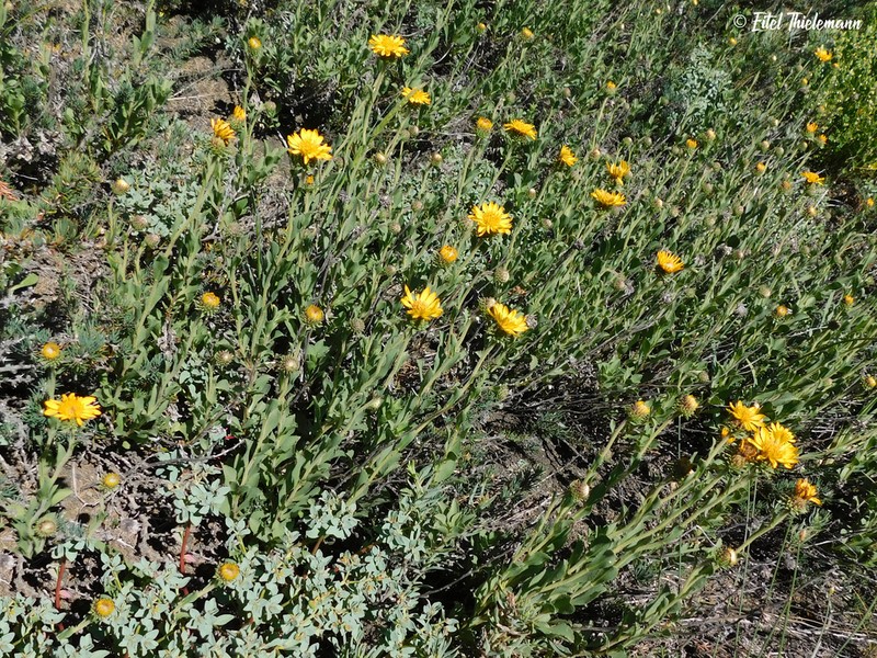 Haplopappus grindelioides photo 3