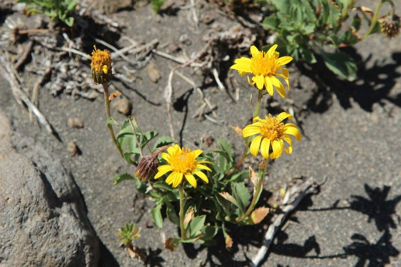 Haplopappus grindelioides photo 5