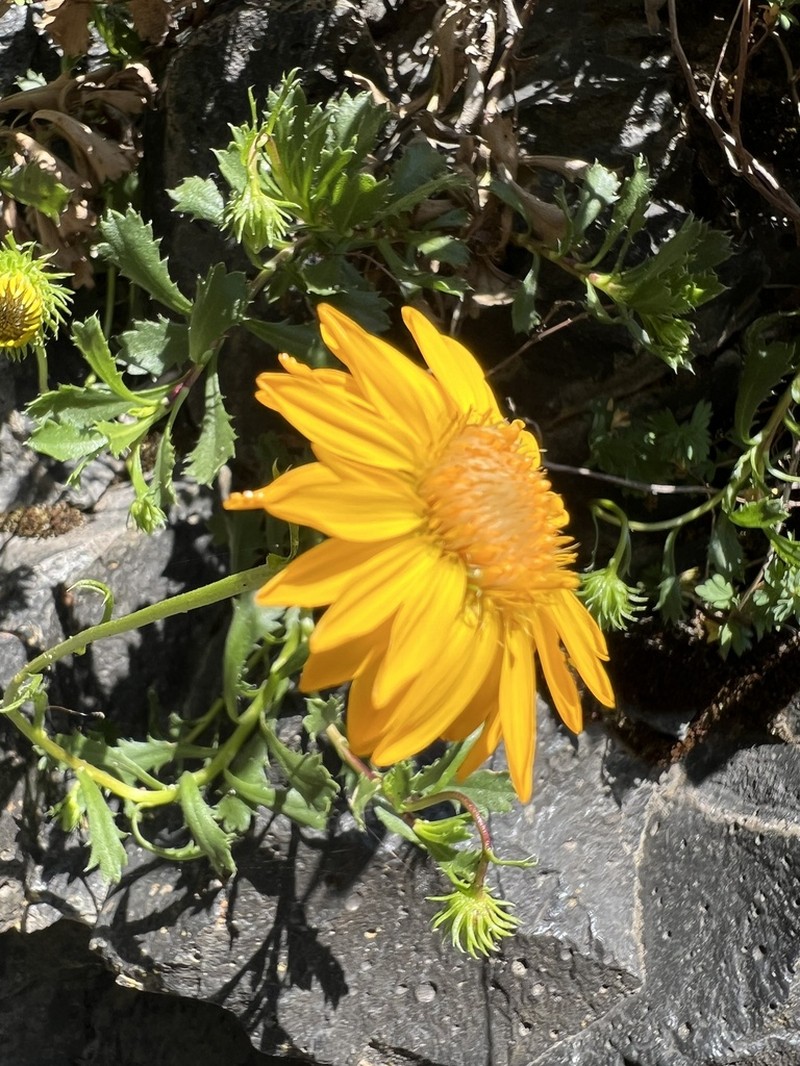 Haplopappus grindelioides photo 6