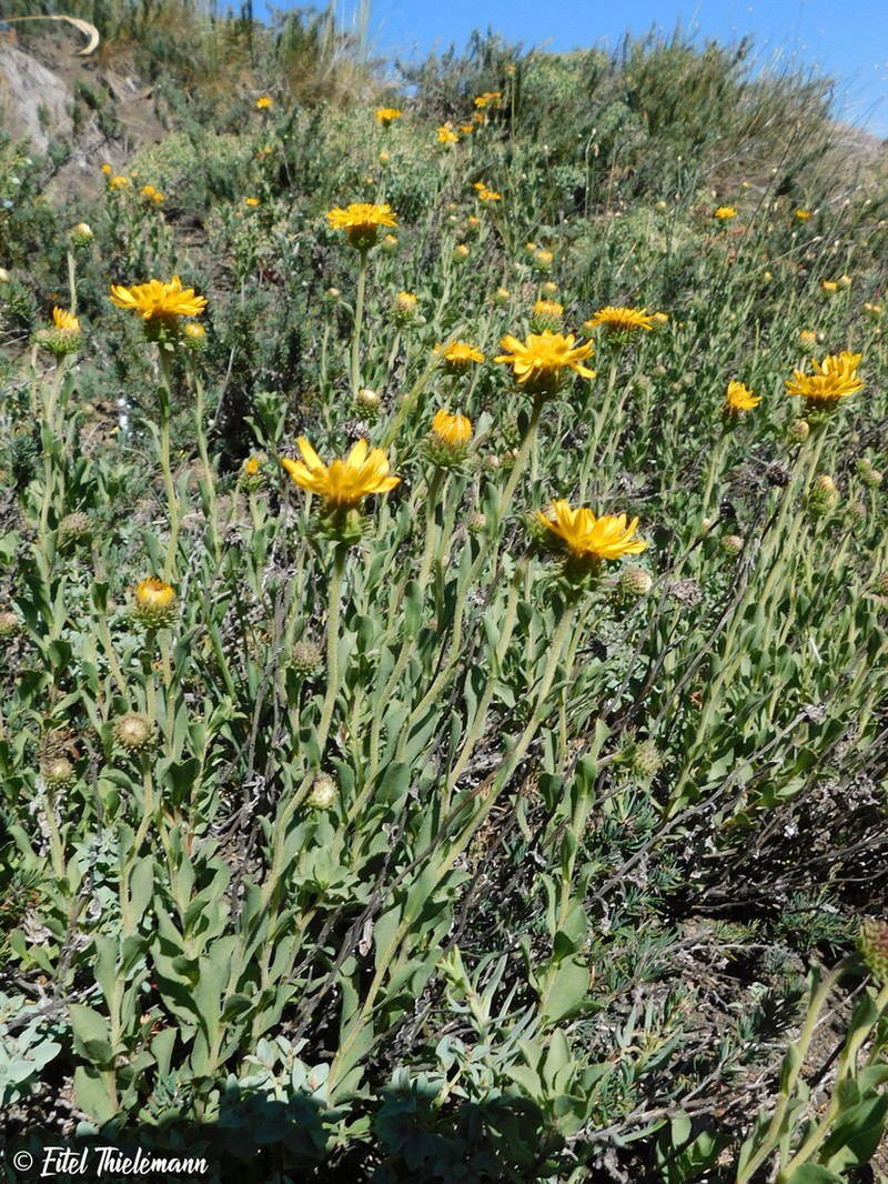 Haplopappus grindelioides photo 7