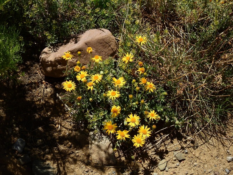 Haplopappus grindelioides photo 8