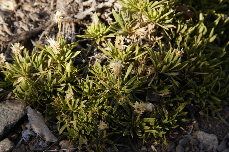 Haplopappus humilis