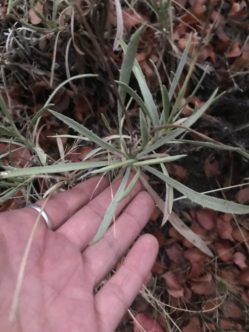 Haplopappus integerrimus photo 2