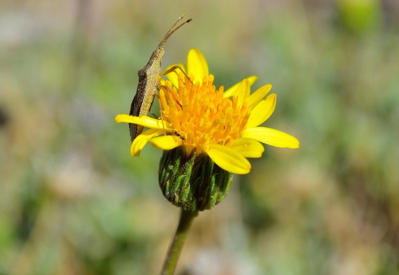 Haplopappus integerrimus photo 3