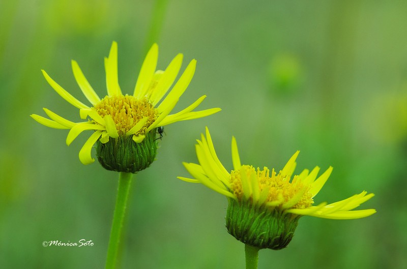 Haplopappus integerrimus photo 4