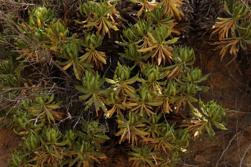 Haplopappus integerrimus photo 5