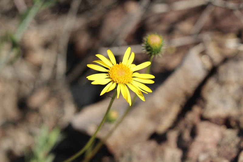 Haplopappus integerrimus photo 6