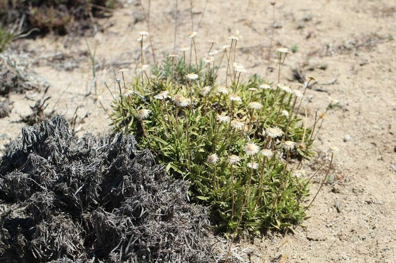 Haplopappus integerrimus photo 7