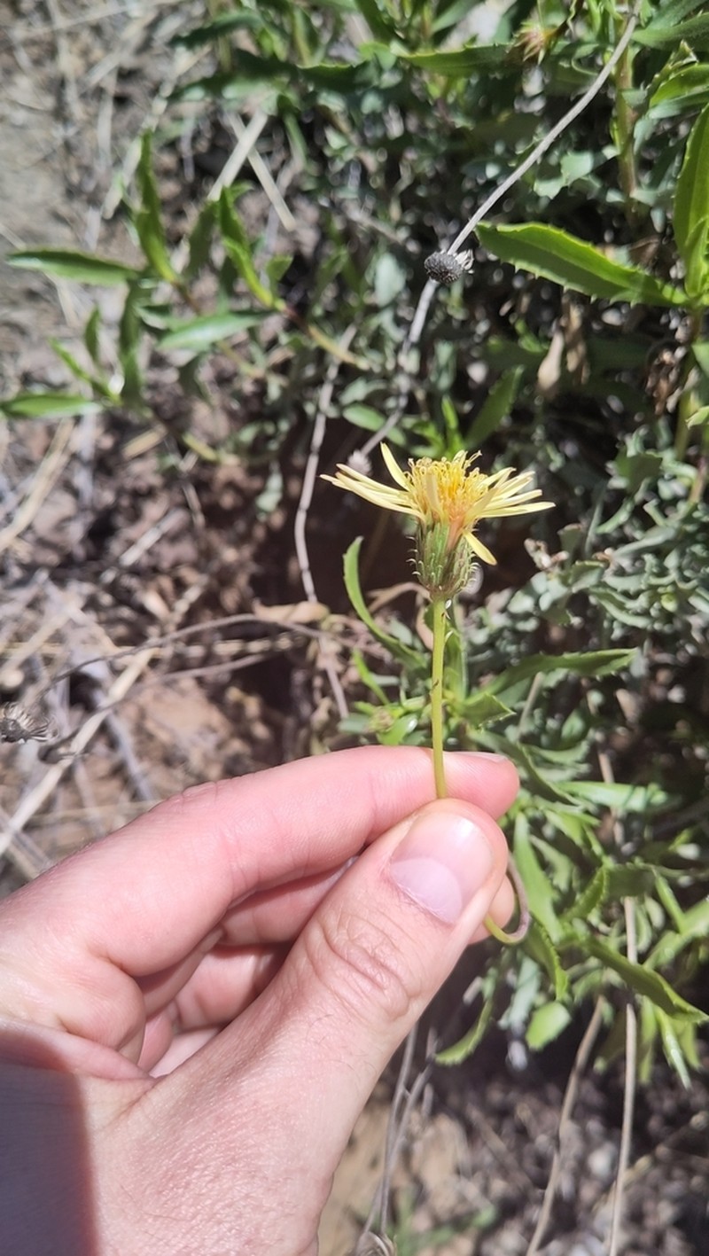 Haplopappus integerrimus photo 8