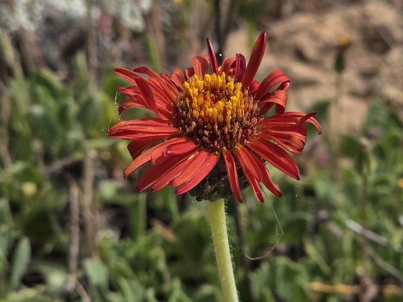 Haplopappus macrocephalus photo 2