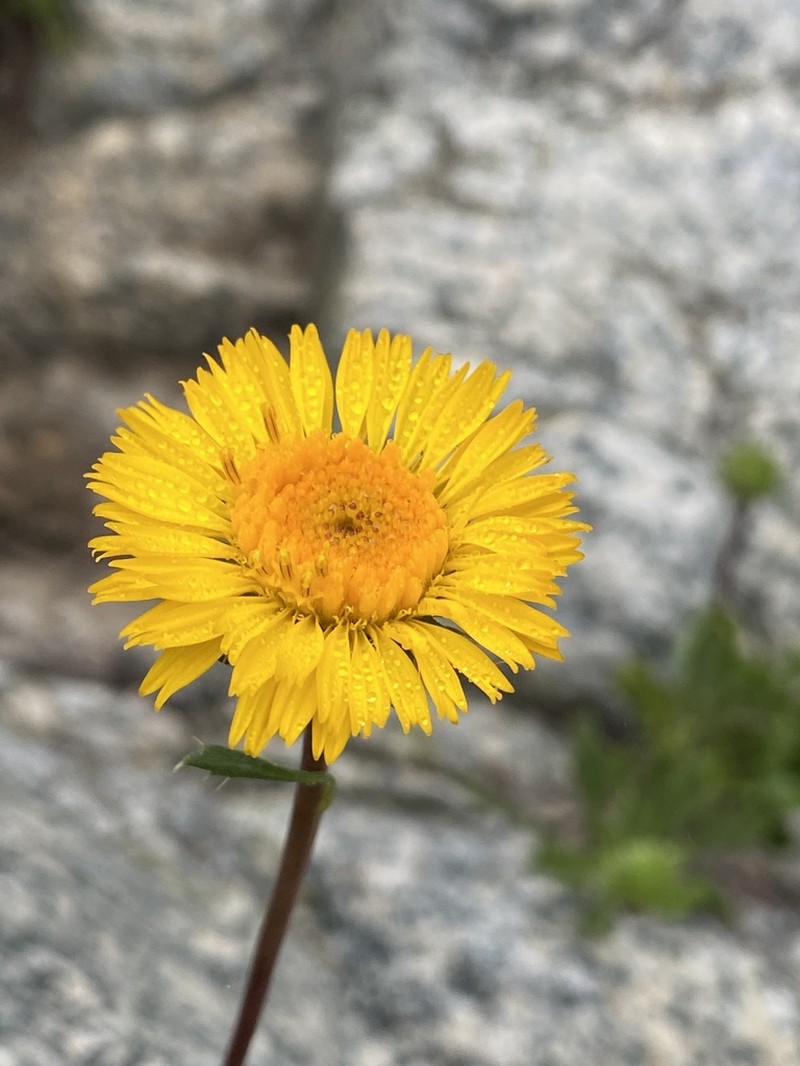 Haplopappus macrocephalus photo 3