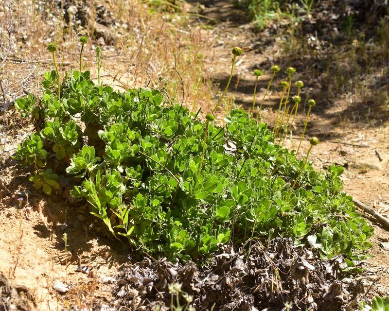 Haplopappus macrocephalus photo 4