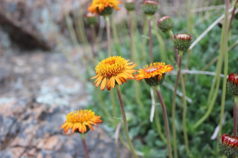 Haplopappus macrocephalus photo 6
