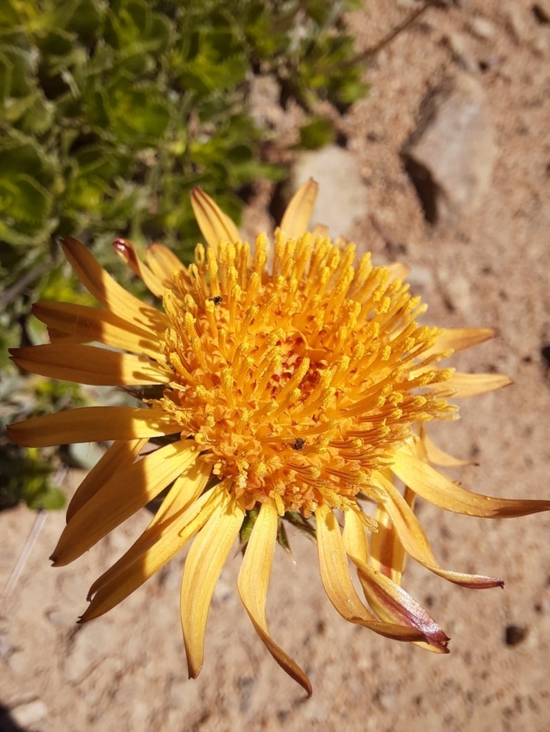 Haplopappus macrocephalus photo 7