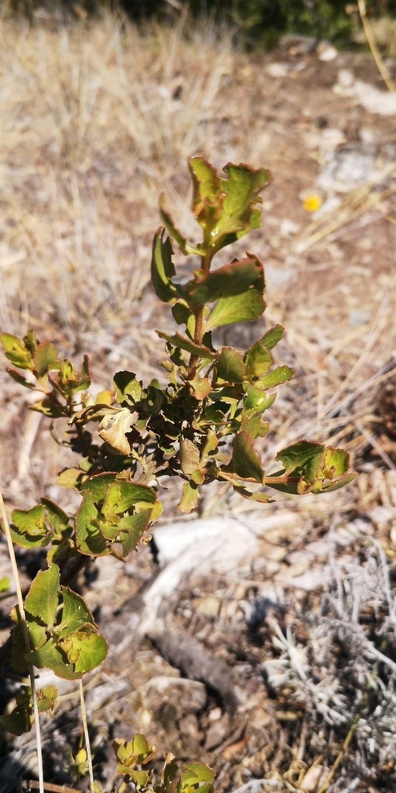 Haplopappus maulinus