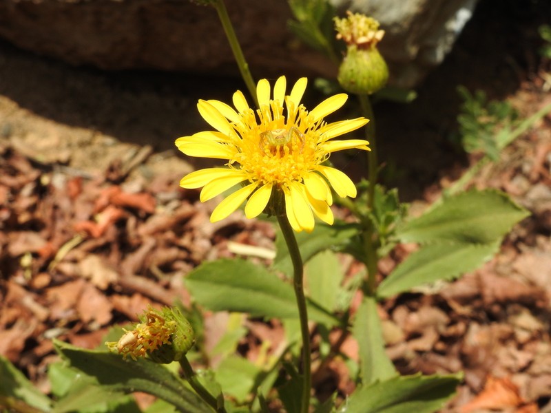 Haplopappus maulinus photo 2