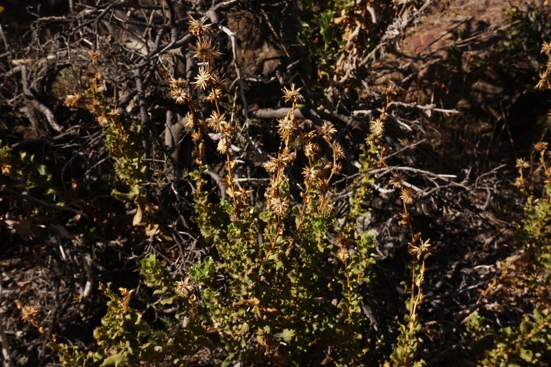 Haplopappus mucronatus
