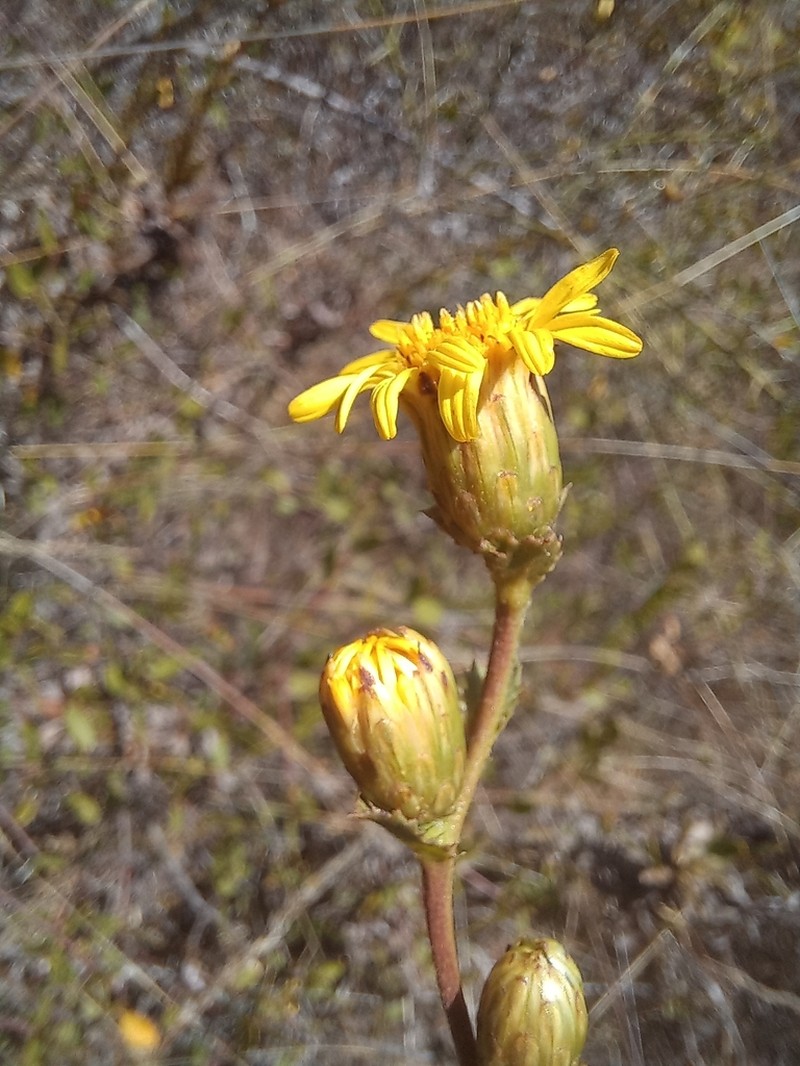 Haplopappus mucronatus photo 4