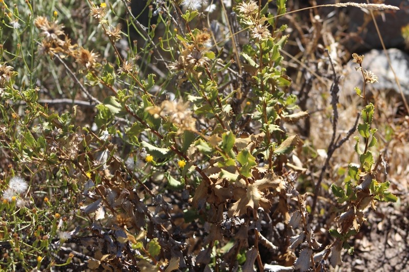 Haplopappus multifolius