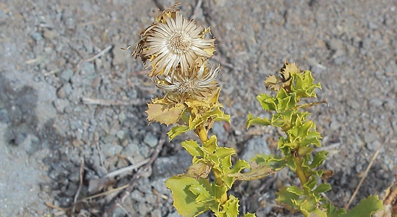 Haplopappus multifolius photo 2