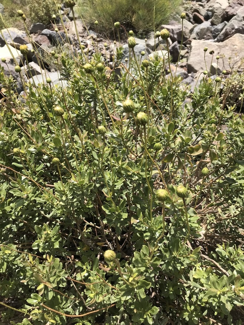 Haplopappus multifolius photo 3