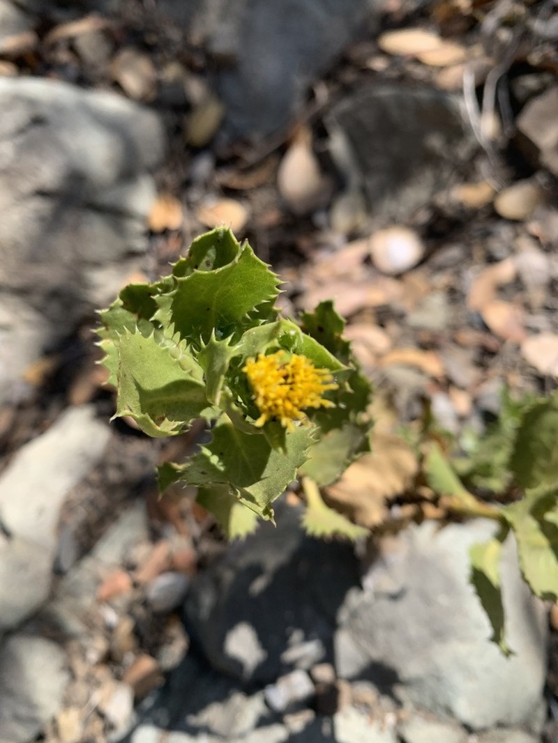 Haplopappus multifolius photo 4