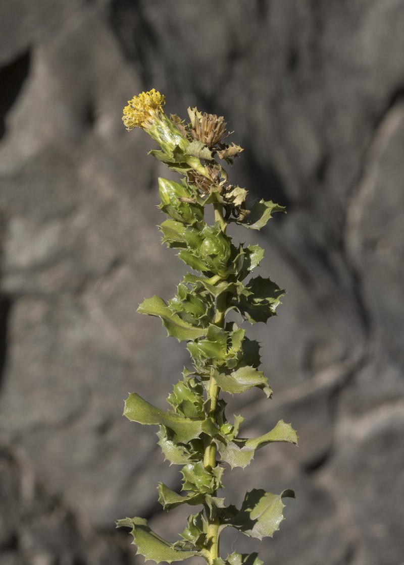 Haplopappus multifolius photo 5