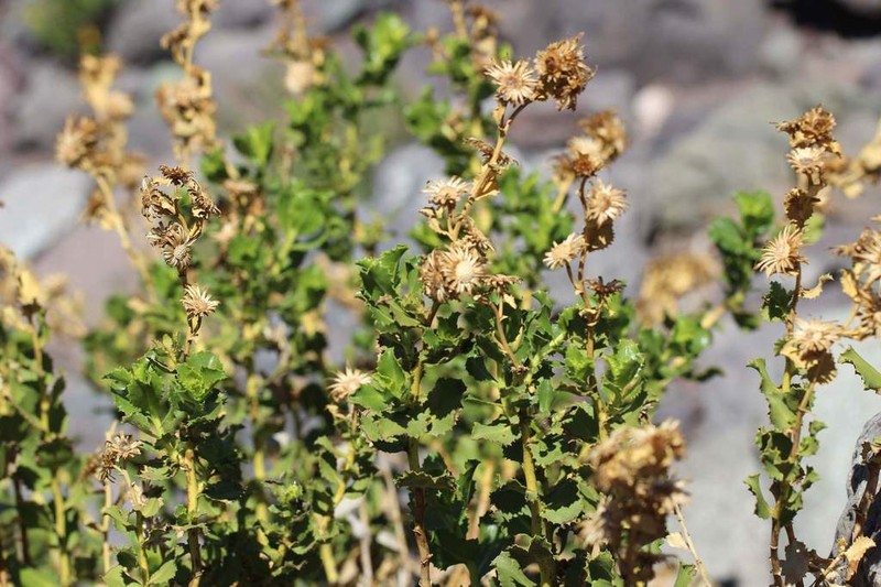 Haplopappus multifolius photo 6
