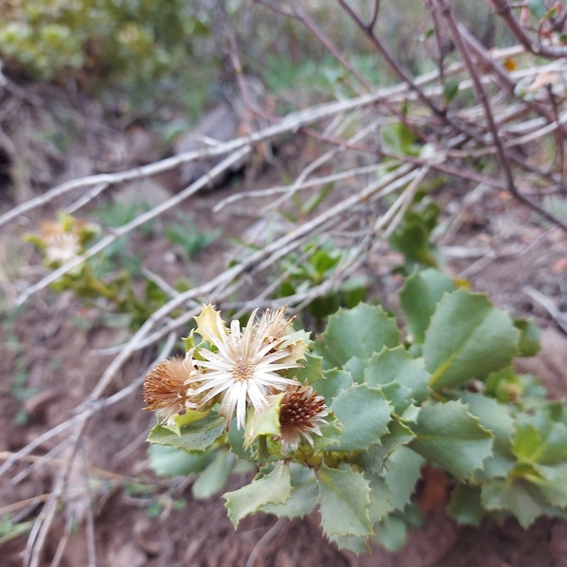 Haplopappus multifolius photo 7