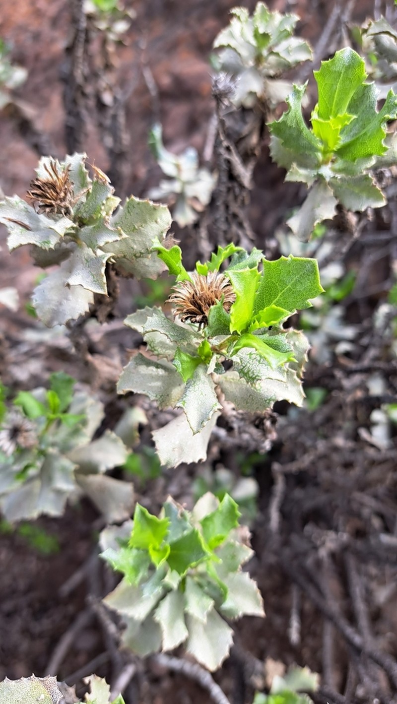 Haplopappus multifolius photo 8