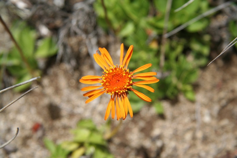 Haplopappus nahuelbutae