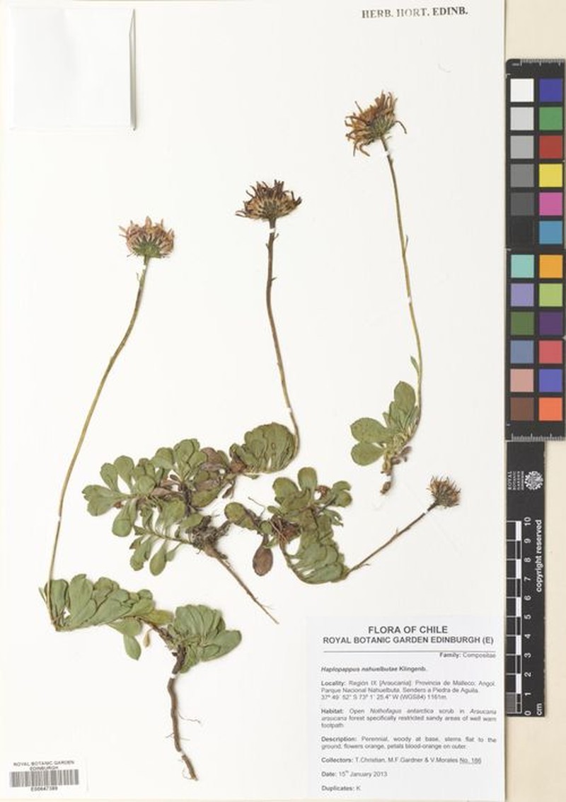 Haplopappus nahuelbutae photo 2