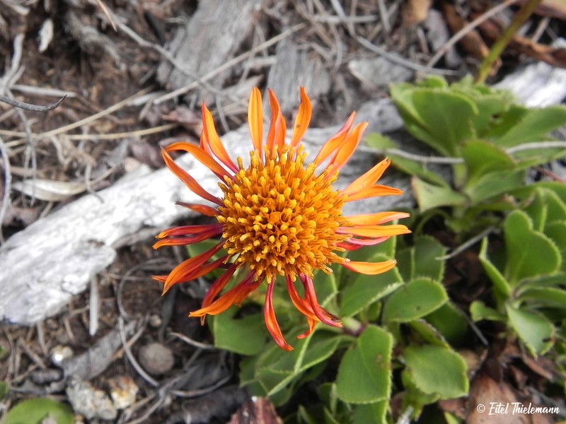 Haplopappus nahuelbutae photo 3
