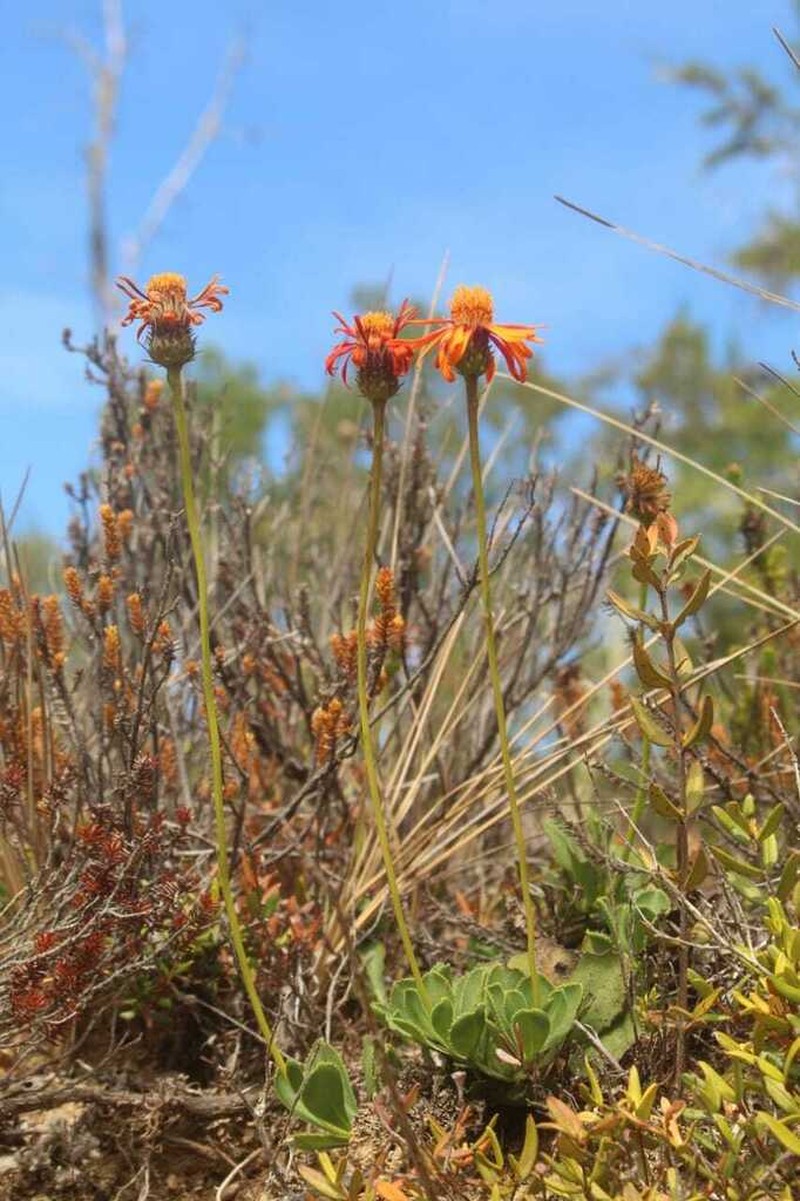 Haplopappus nahuelbutae photo 4