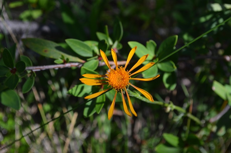 Haplopappus nahuelbutae photo 5