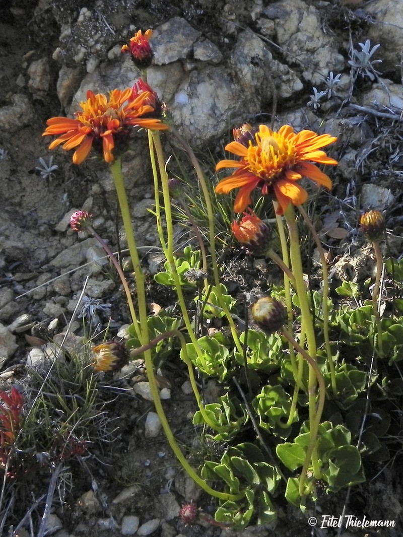 Haplopappus nahuelbutae photo 6