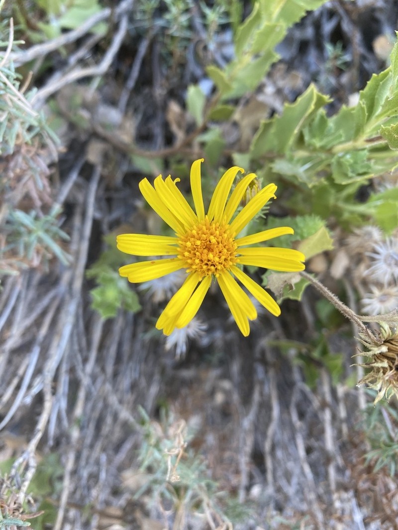 Haplopappus ochagavianus