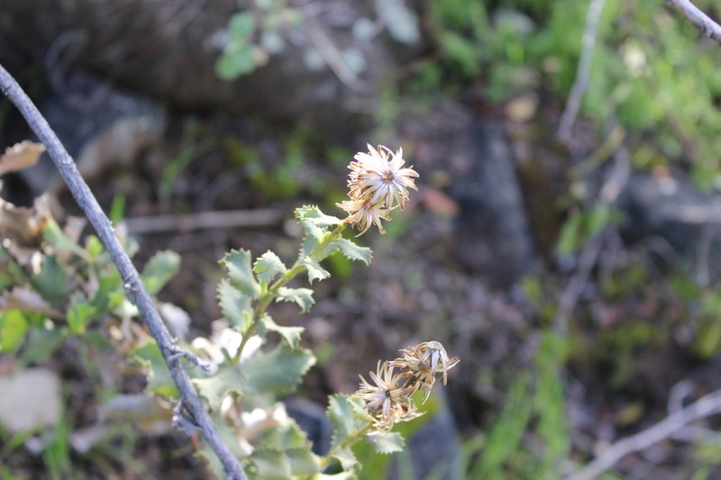 Haplopappus ochagavianus photo 2