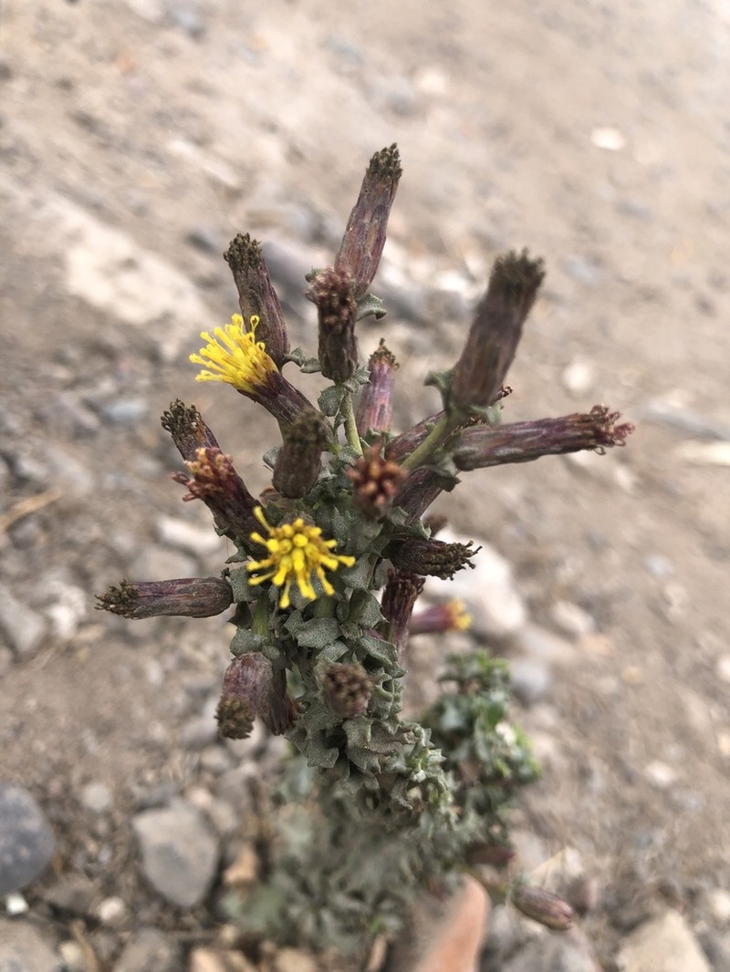 Haplopappus parvifolius