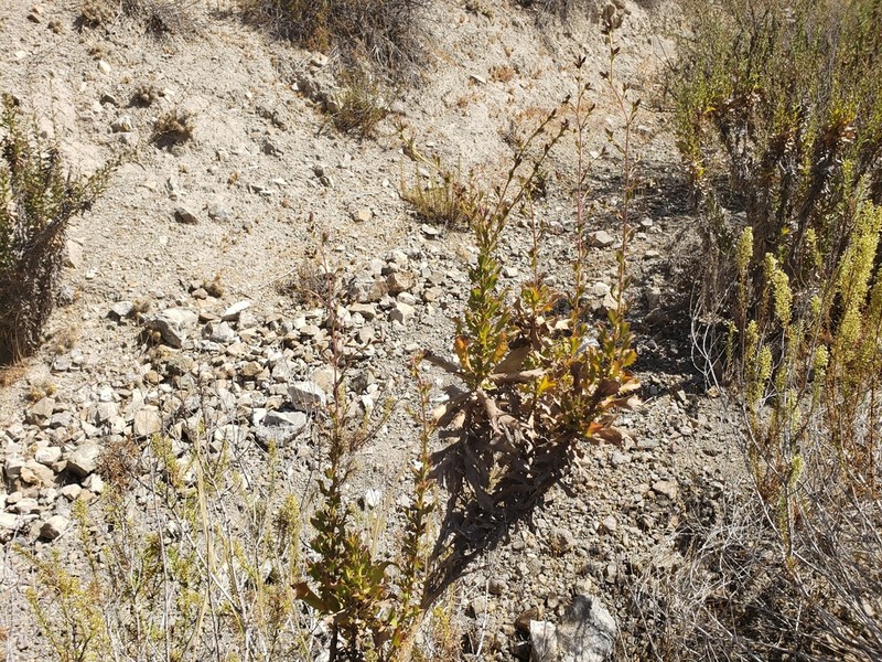 Haplopappus parvifolius photo 2