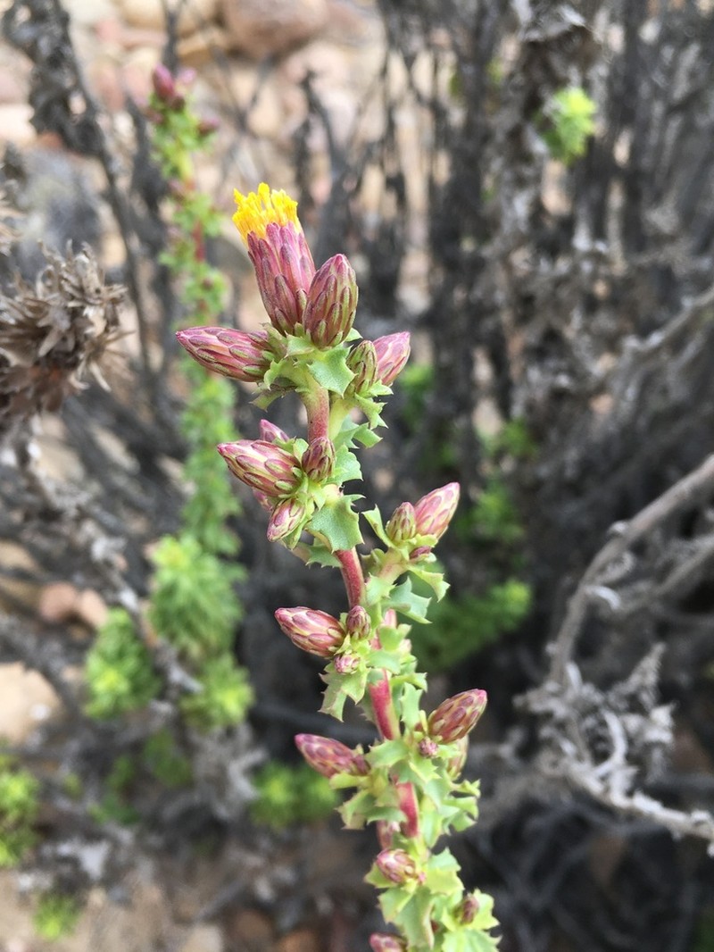 Haplopappus parvifolius photo 3