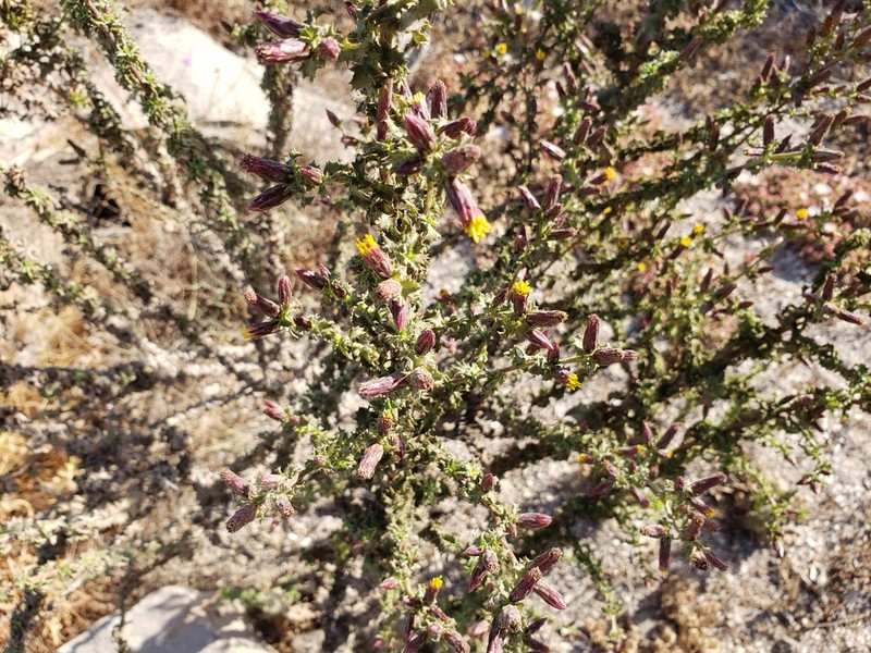 Haplopappus parvifolius photo 4