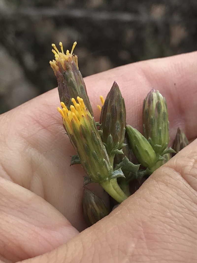 Haplopappus parvifolius photo 5