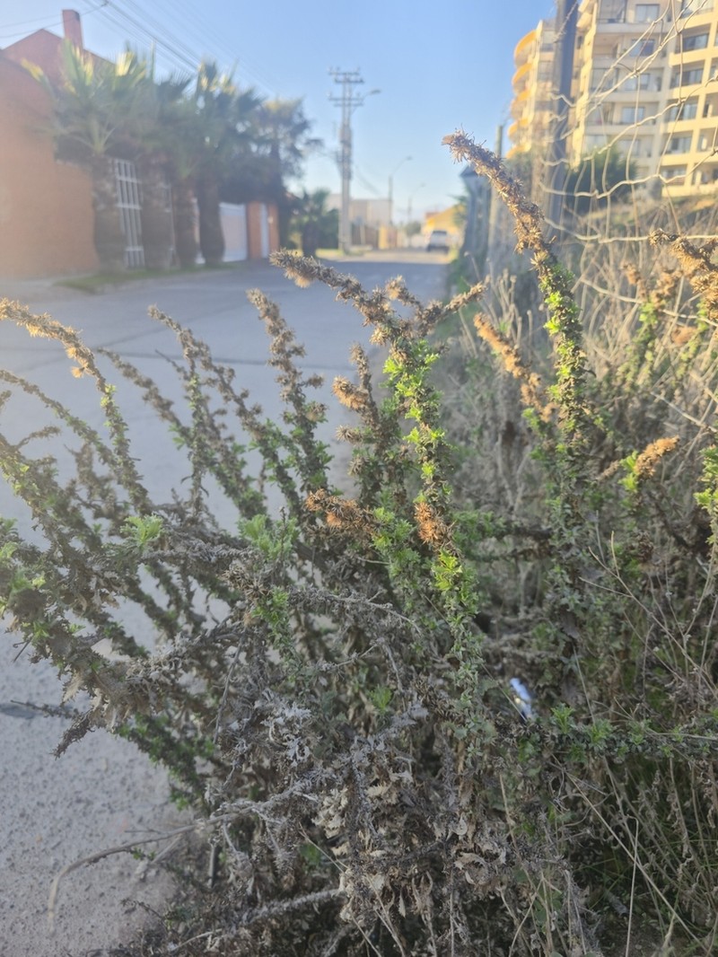 Haplopappus parvifolius photo 6